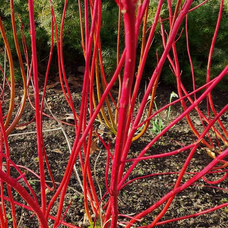 Red Stem Dogwood sibirica Standard (Cornus alba)