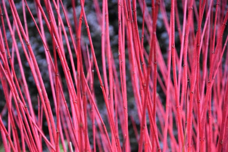 Red Stem Dogwood sibirica Standard (Cornus alba)