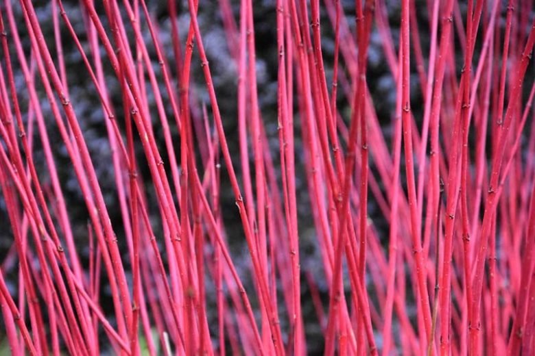 Red Stem Dogwood sibirica Standard (Cornus alba) - Ladybird Nursery