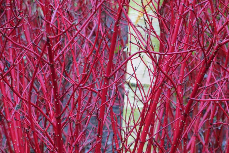 Red Stem Dogwood sibirica (Cornus alba)