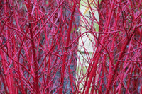 Red Stem Dogwood sibirica (Cornus alba)