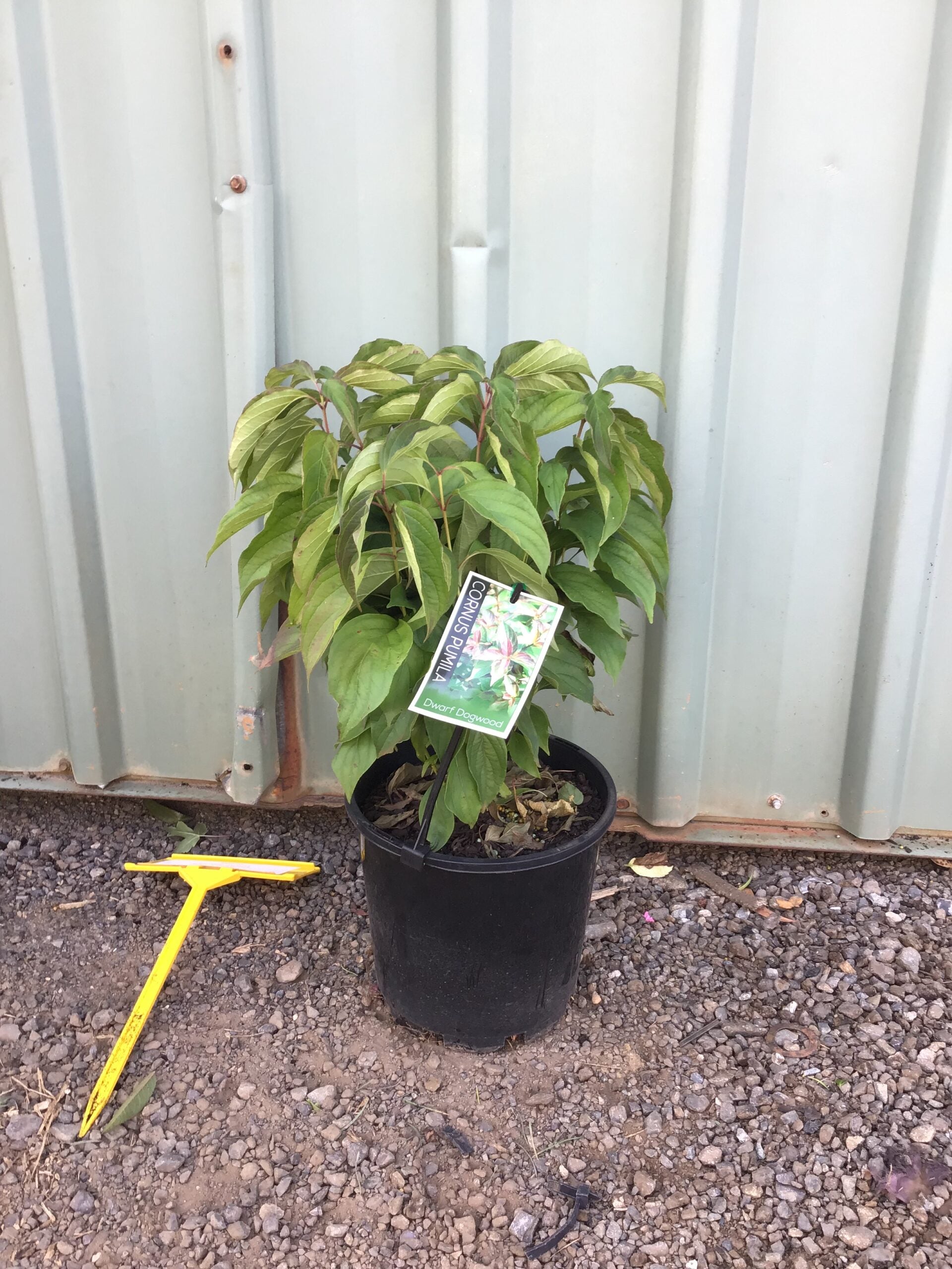 Dwarf Dogwood (Cornus pumila)