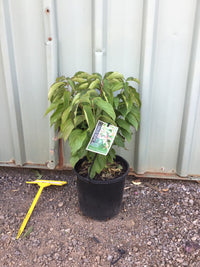 Dwarf Dogwood (Cornus pumila)