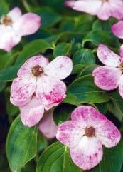 Dogwood Genat (Cornus Eric) - Ladybird Nursery
