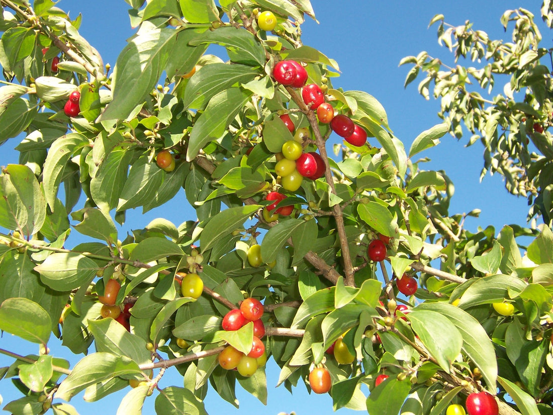Cornelian Cherry (Cornus mas) - Ladybird Nursery