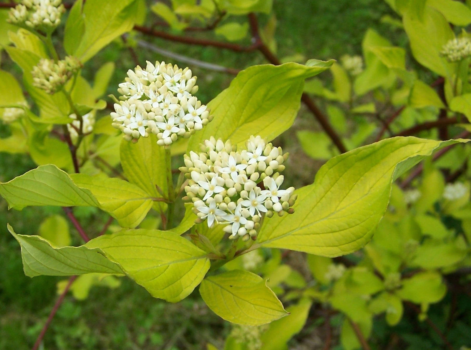 Tatarian Dogwood Elegantissima (Cornus alba) - Ladybird Nursery