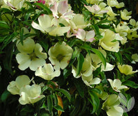 Himalayan Dogwood (Cornus capitata) - Ladybird Nursery