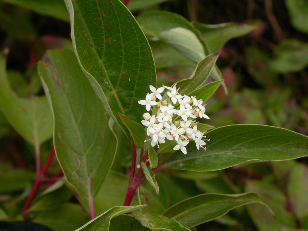 Red Osier Dogwood Sunshine (Cornus sericea)