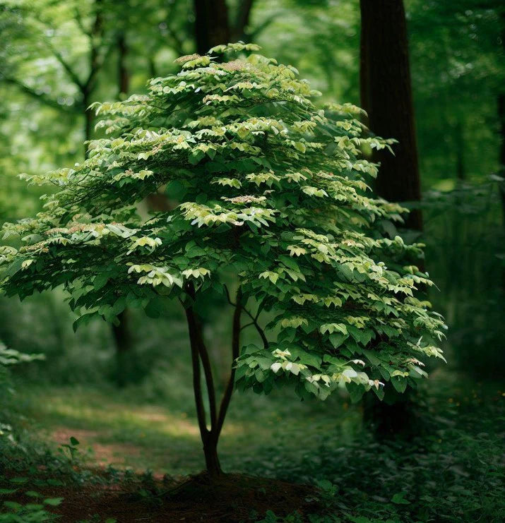 Himalayan Dogwood (Cornus capitata)