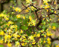 Wire Netting Bush (Corokia cotoneaster)