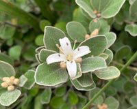 White Correa (Correa alba) - Ladybird Nursery