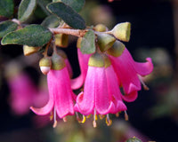 Correa (Correa Annabell)