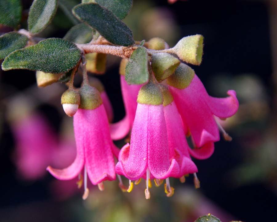 Correa (Correa Annabell) - Ladybird Nursery