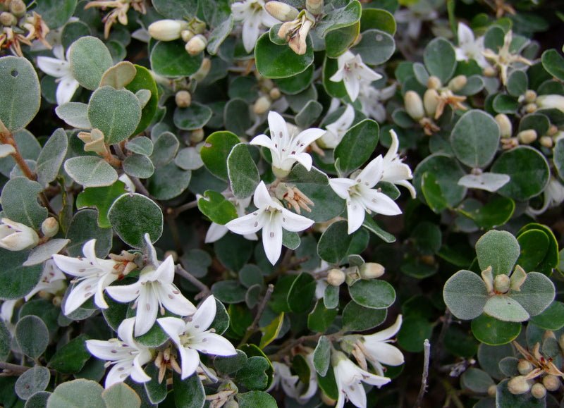 White Correa (Correa alba) - Ladybird Nursery