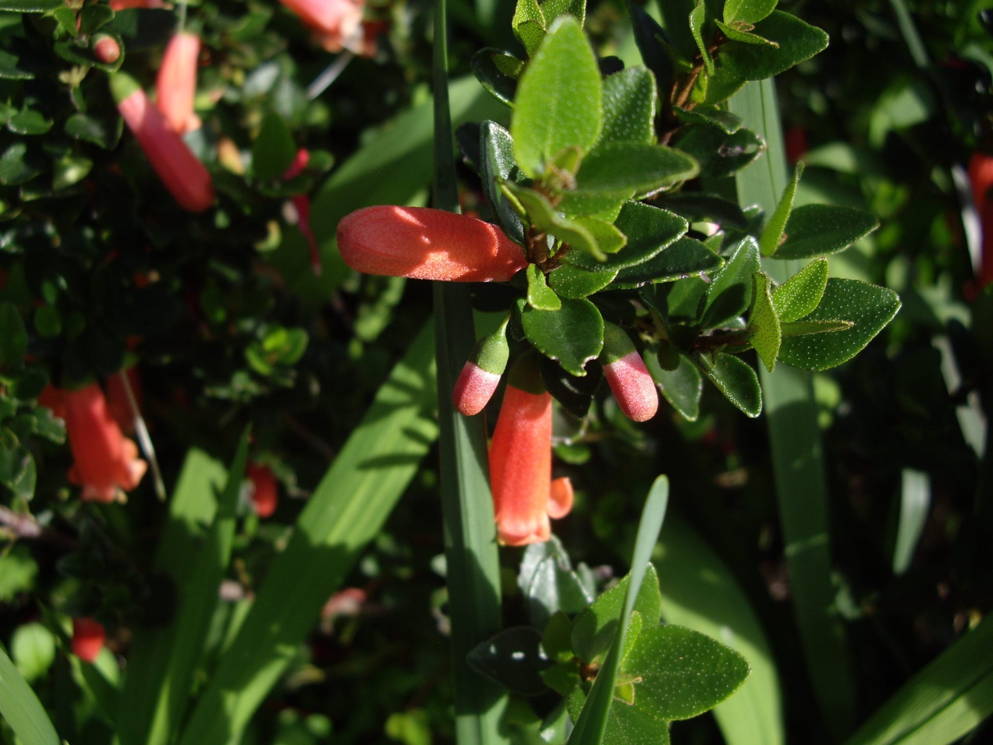 Correa Orange Glow (Correa pulchella)