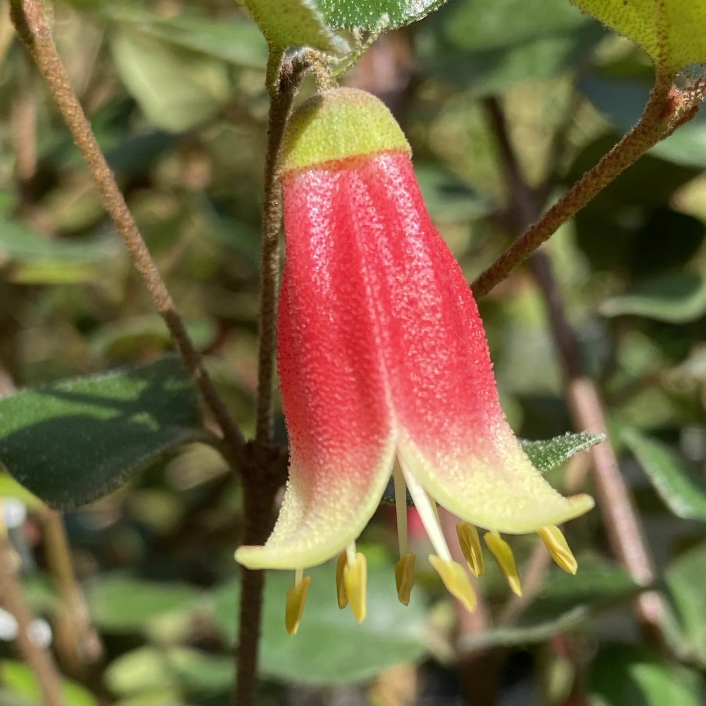 Correa (Correa Annabell)