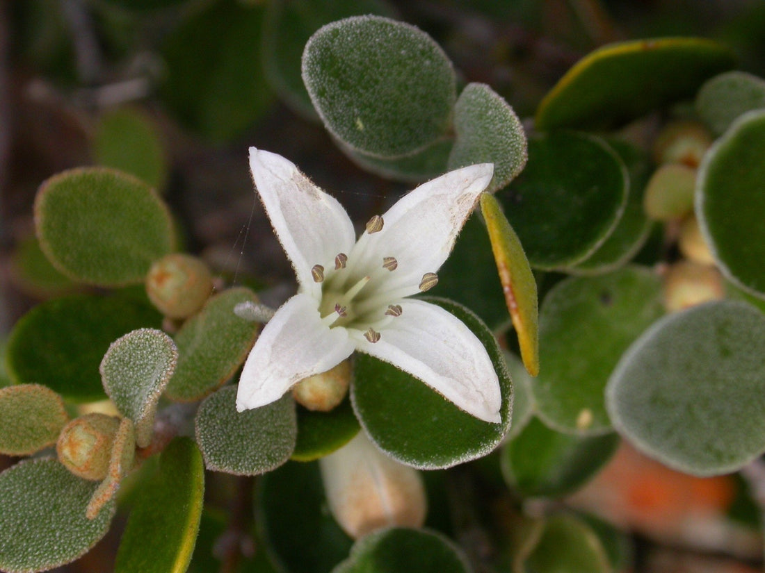 White Correa Prostrate (Correa alba) - Ladybird Nursery