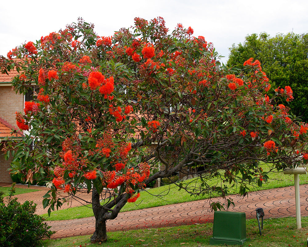 Red Flowering Gum Wildfire Grafted (Corymbia ficifolia)