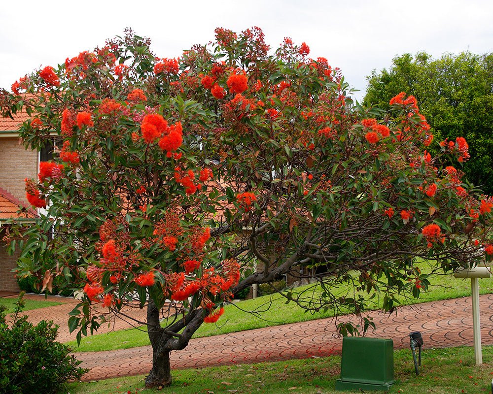 Red Flowering Gum Wildfire Grafted (Corymbia ficifolia) - Ladybird Nursery
