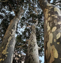 Spotted Gum (Corymbia maculata) - Ladybird Nursery