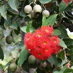 Red Flowering Gum (Corymbia ficifolia) - Ladybird Nursery