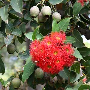 Red Flowering Gum (Corymbia ficifolia)