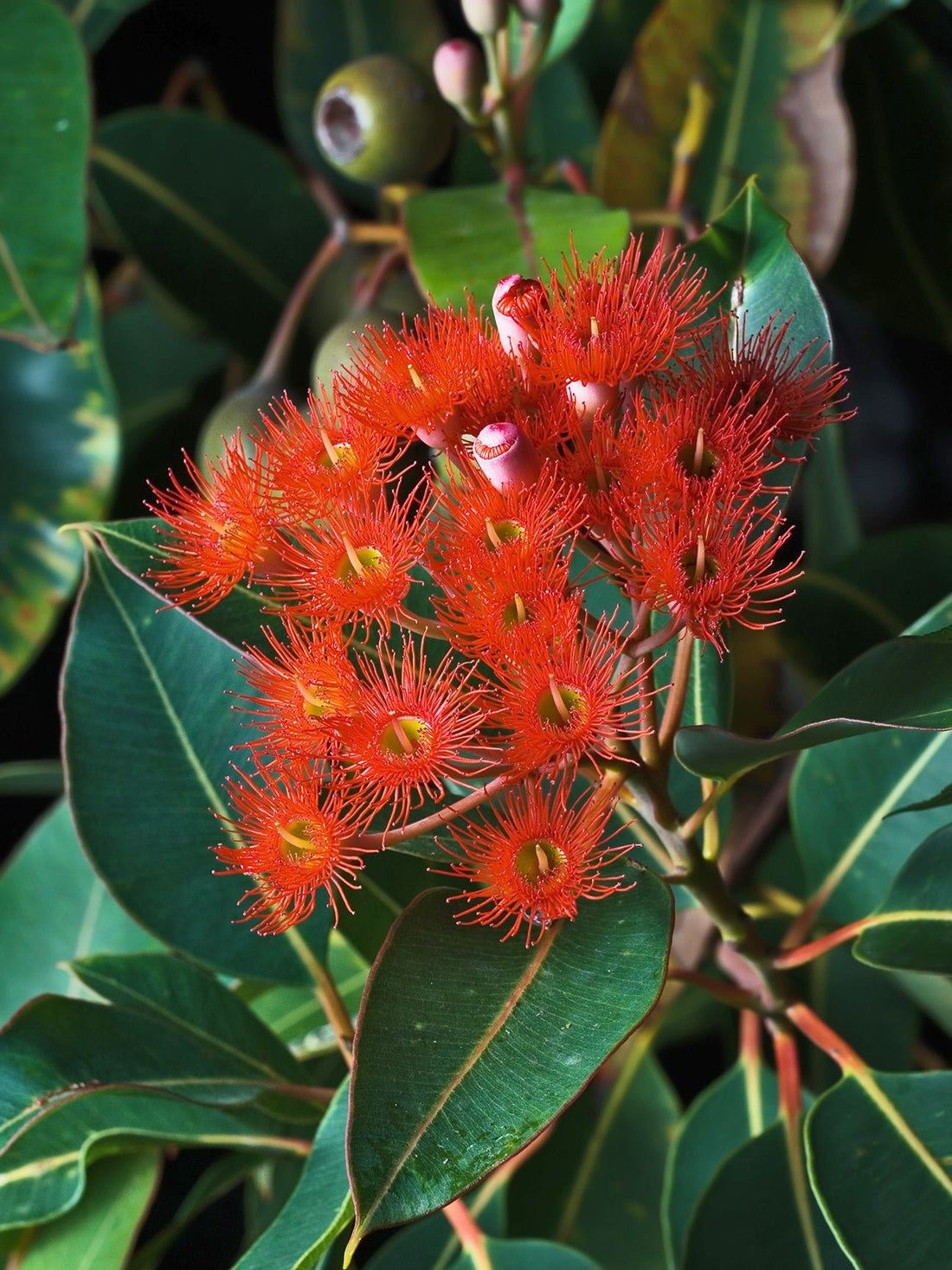 Red Flowering Gum (Corymbia ficifolia) - Ladybird Nursery