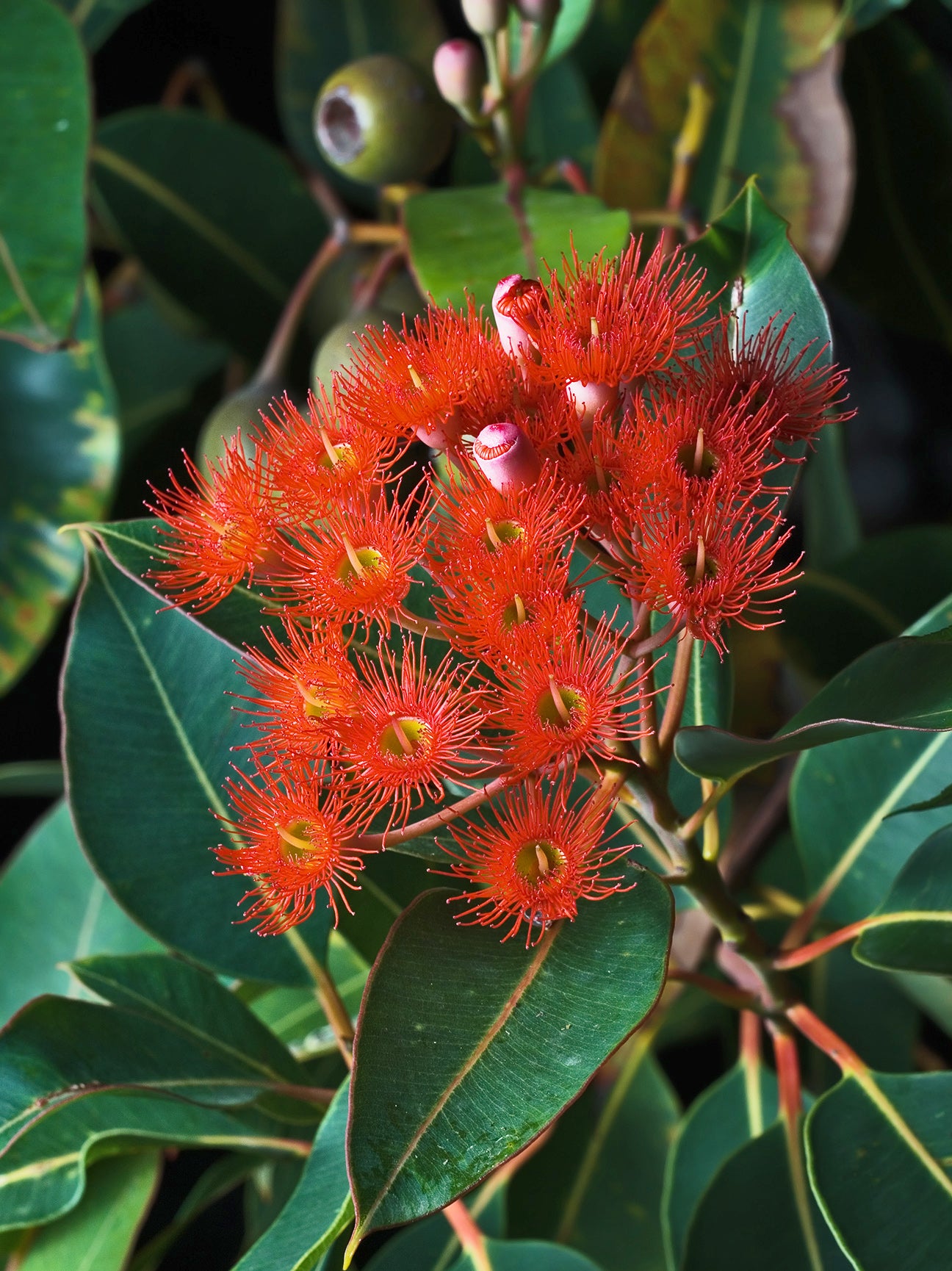 Red Flowering Gum (Corymbia ficifolia)