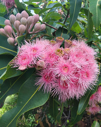 Semi - Dwarf Eucalyptus ‘Fairy Floss’ (Corymbia ficifolia) - Ladybird Nursery