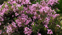 Rhaphiolepis indica COSMIC PINK - Ladybird Nursery