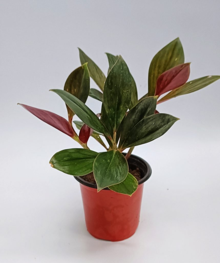 Red Costus Rubra (Costus erythrophyllus) - Ladybird Nursery