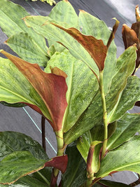 Unknown Costus World Traveller (Costus varzearum) - Ladybird Nursery
