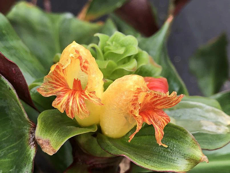 Unknown Costus Hybrid (Costus varzearum)