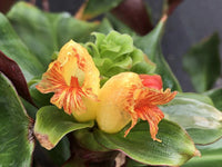 Unknown Costus Hybrid (Costus varzearum)