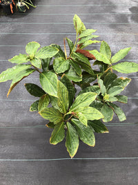 Unknown Costus World Traveller (Costus varzearum)