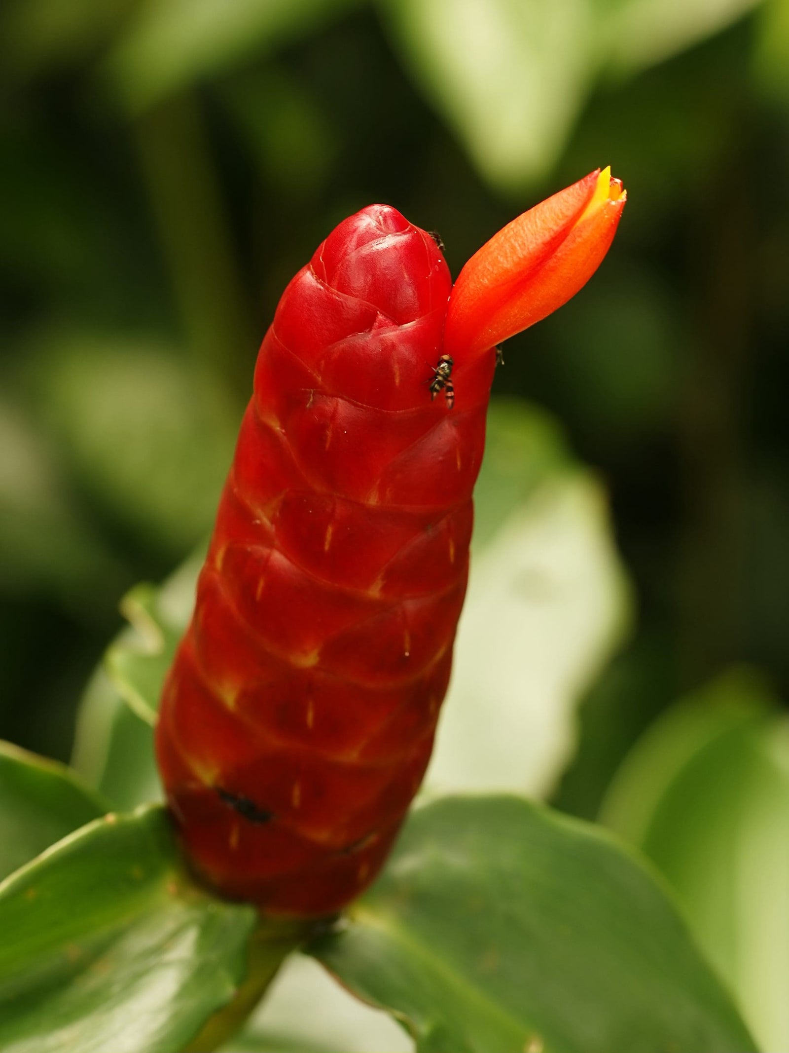 Red Button Ginger (Costus woodsonii) - Ladybird Nursery