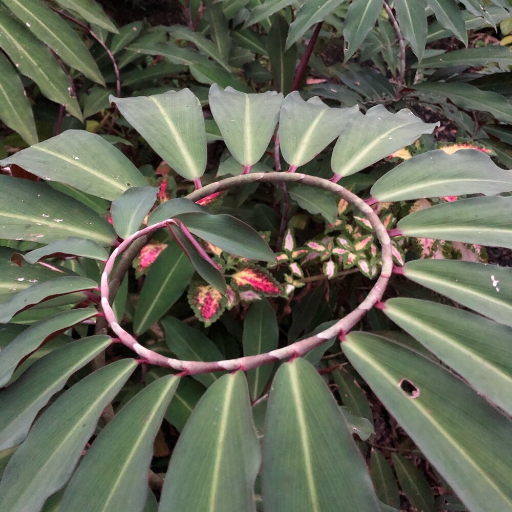 Unknown Costus (Costus vargasii)