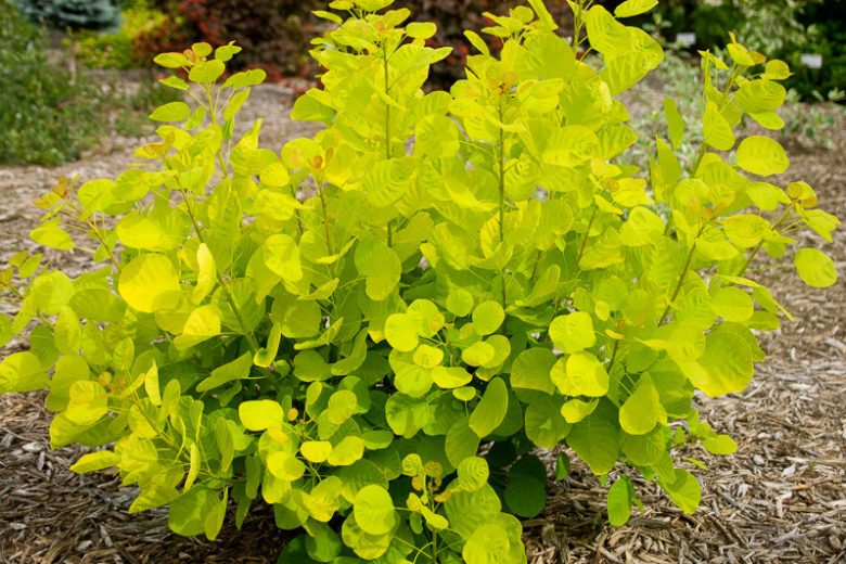 Smokebush Golden Spirit (Cotinus coggygria)