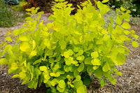 Smokebush Golden Spirit (Cotinus coggygria)