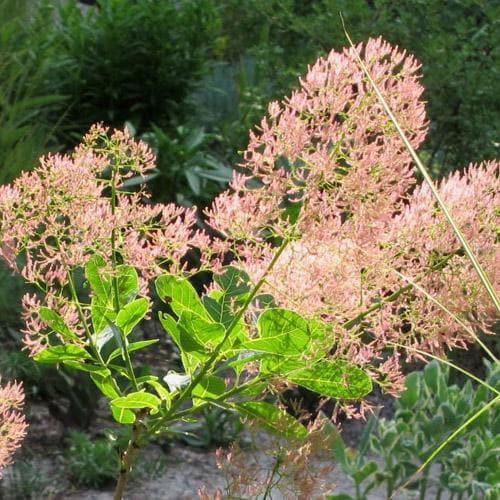 Smokebush Young Lady (Cotinus coggygria)