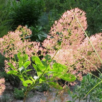 Smokebush Young Lady (Cotinus coggygria)