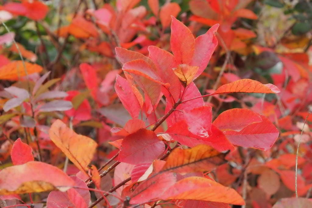 Smokebush x obovatus Flame (Cotinus coggygria)