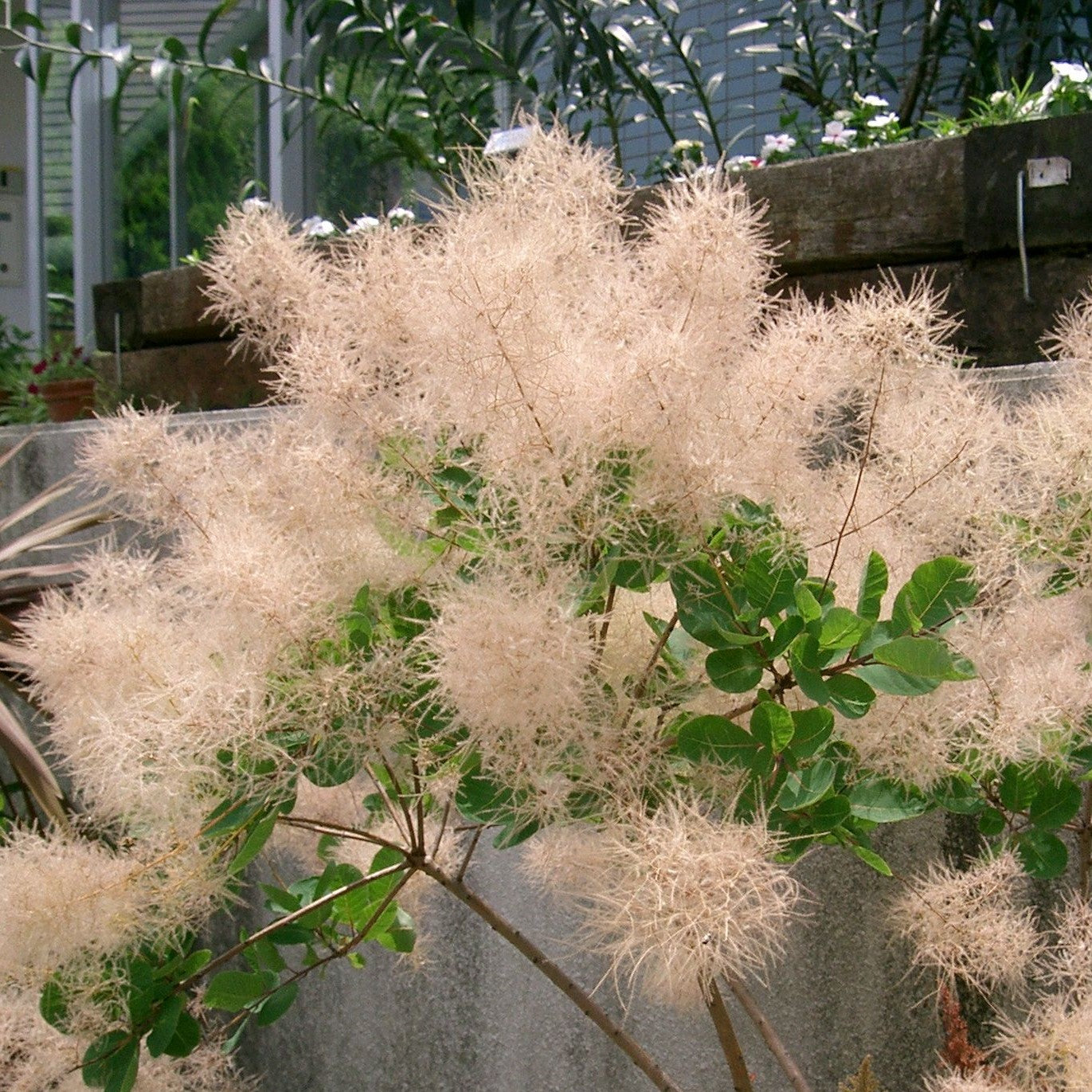 Smokebush Young Lady (Cotinus coggygria)
