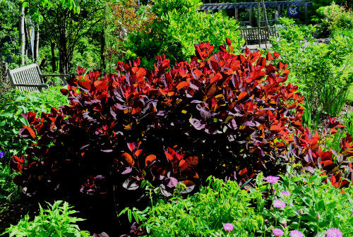 Grace Smokebush (Cotinus coggygria) large