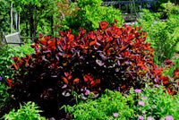 Grace Smokebush (Cotinus coggygria) large