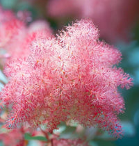 Smokebush x obovatus Kermit (Cotinus coggygria) - Ladybird Nursery