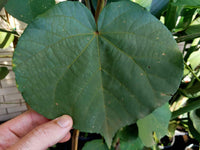 Cotton Trees - Ladybird Nursery