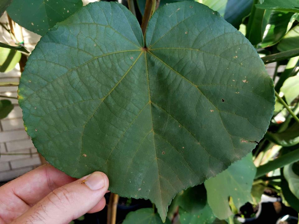 Cotton Trees - Ladybird Nursery