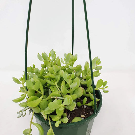 Hanging Baskets (Cotyledon pendens)