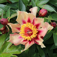Itoh Peony Court Jester (Paeonia)